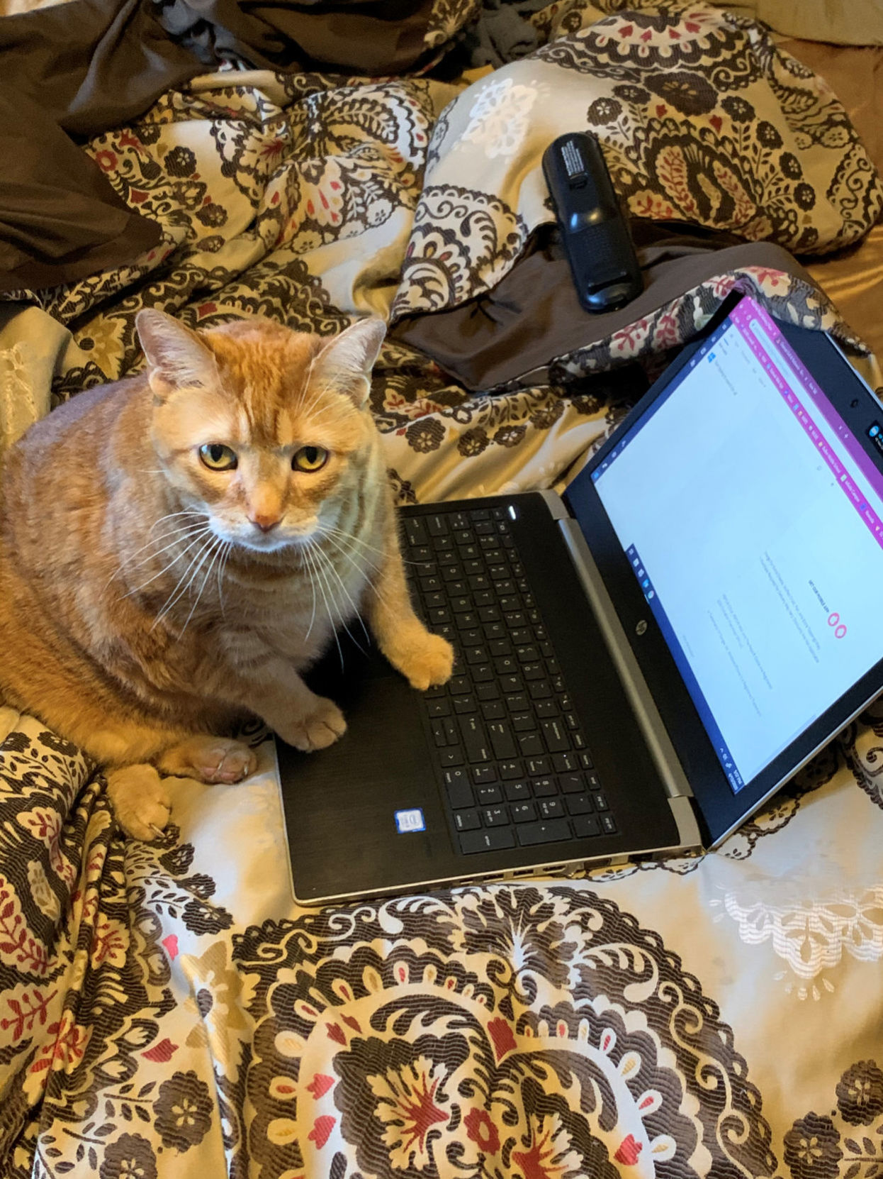 Cat at work